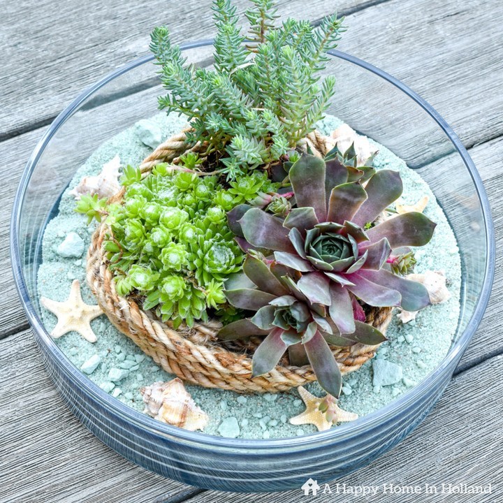 succulent decor beach themed ahappyhomeinholland