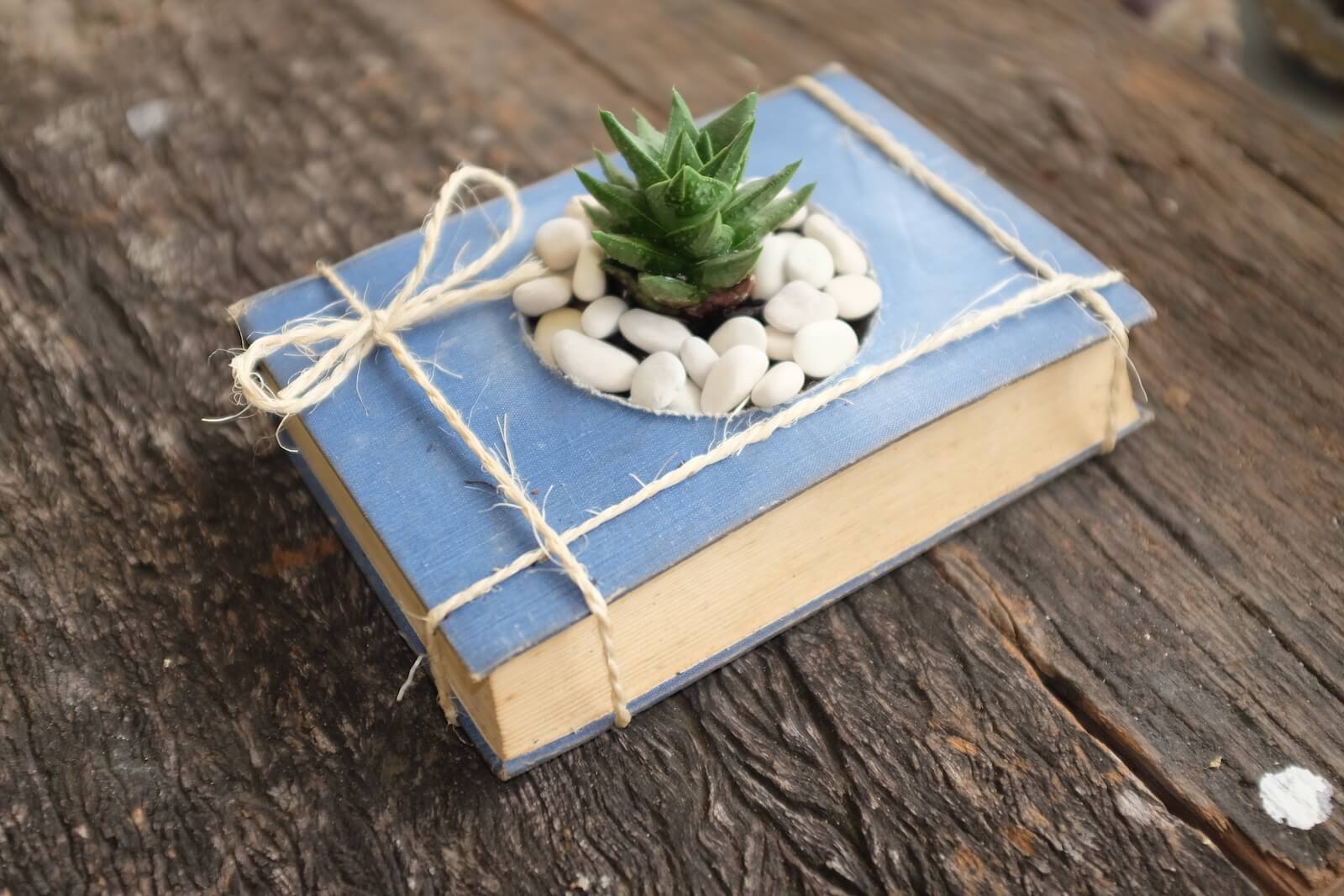 succulent decor book insteading