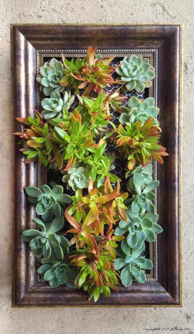 succulent decor framed vertical garden