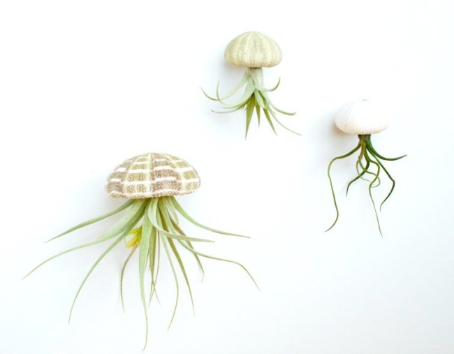 succulent decor jellyfish endlesslyinspired