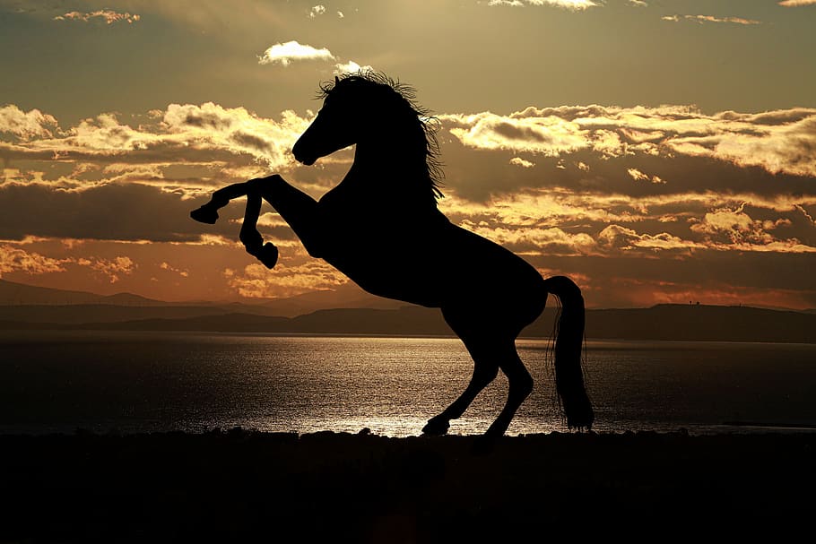 animal animals backlit beach