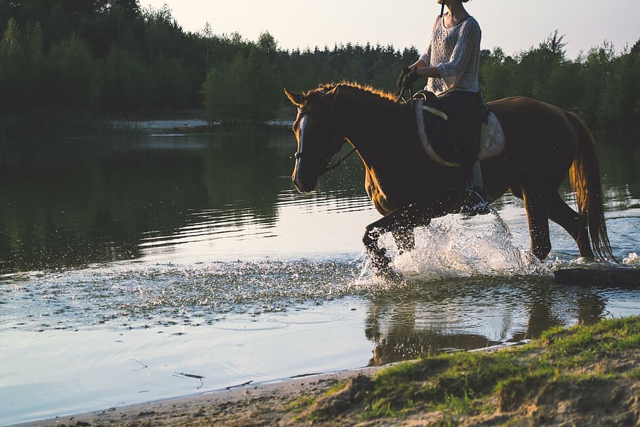 animal equine horse lake
