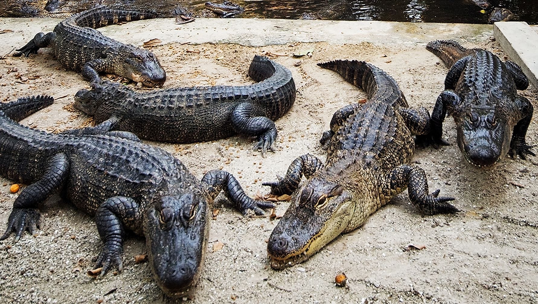 636359886499837348 Alligators