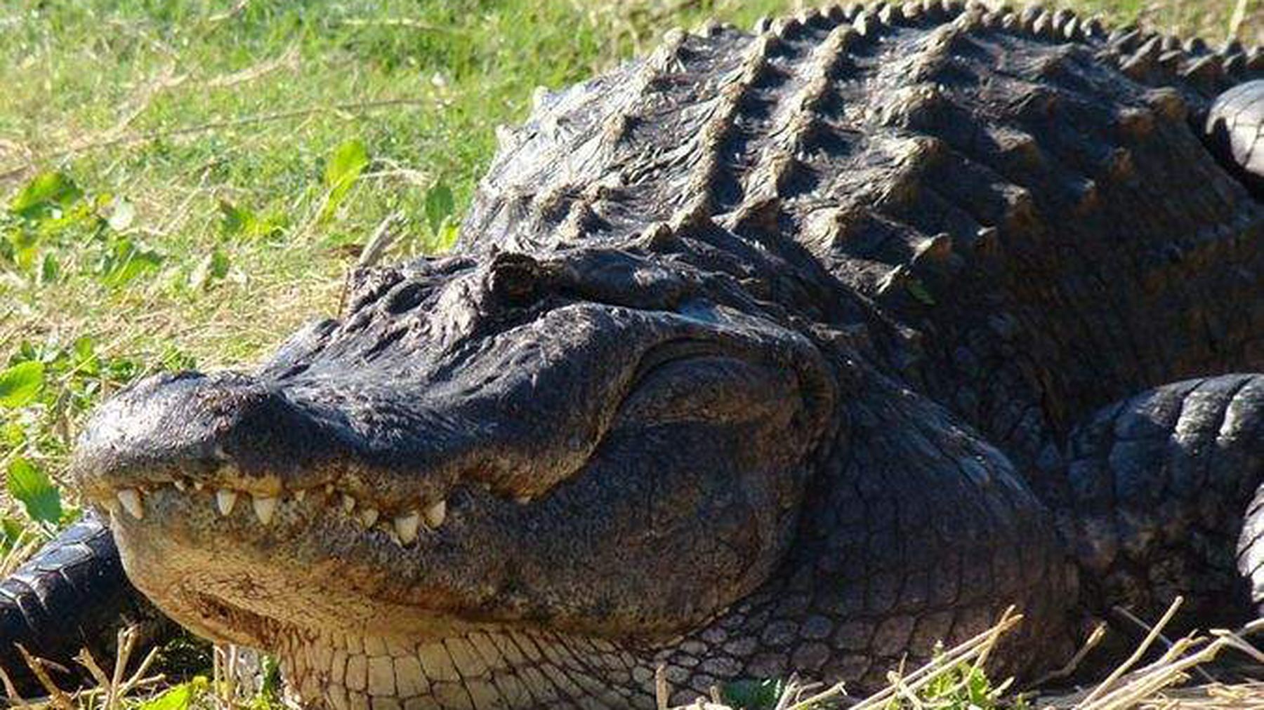 dreams-about-alligators-are-you-in-danger-25magazine