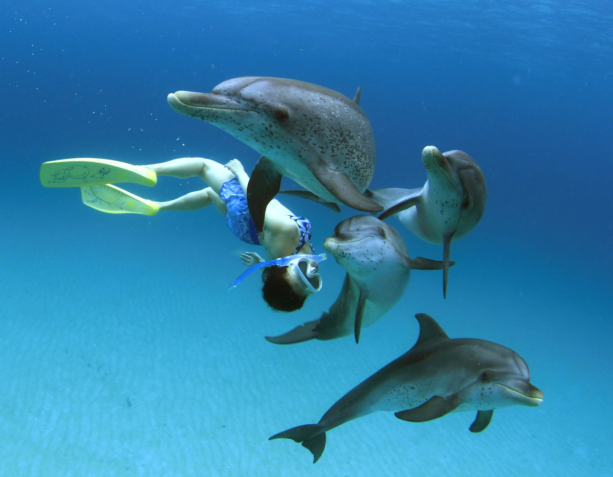 swim with dolphin