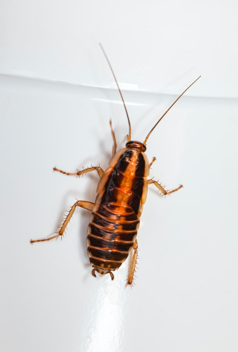 a brown and black bug on a white surface