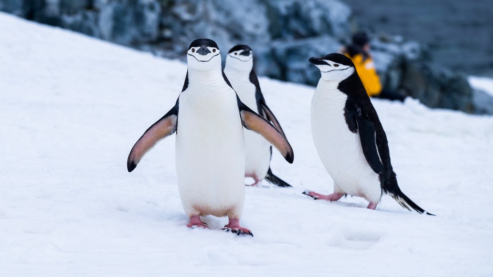 penguins on snow covered fields during daytime