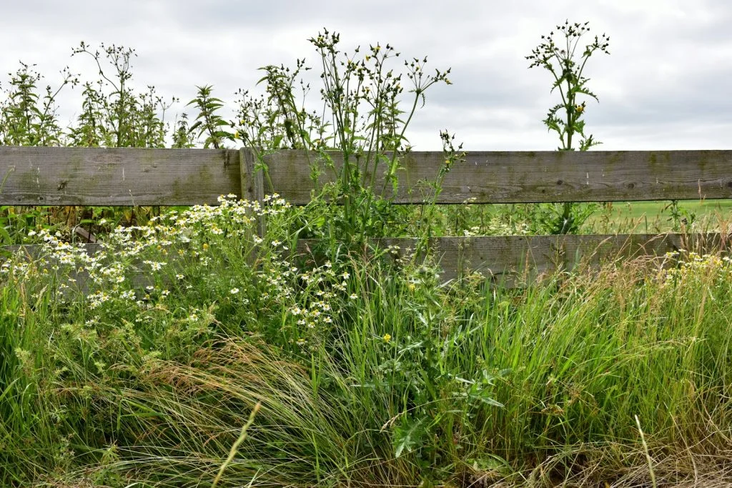 Stop Giving Weeds a Place to Hide 1 a wooden fence surrounded by tall grass and weeds
